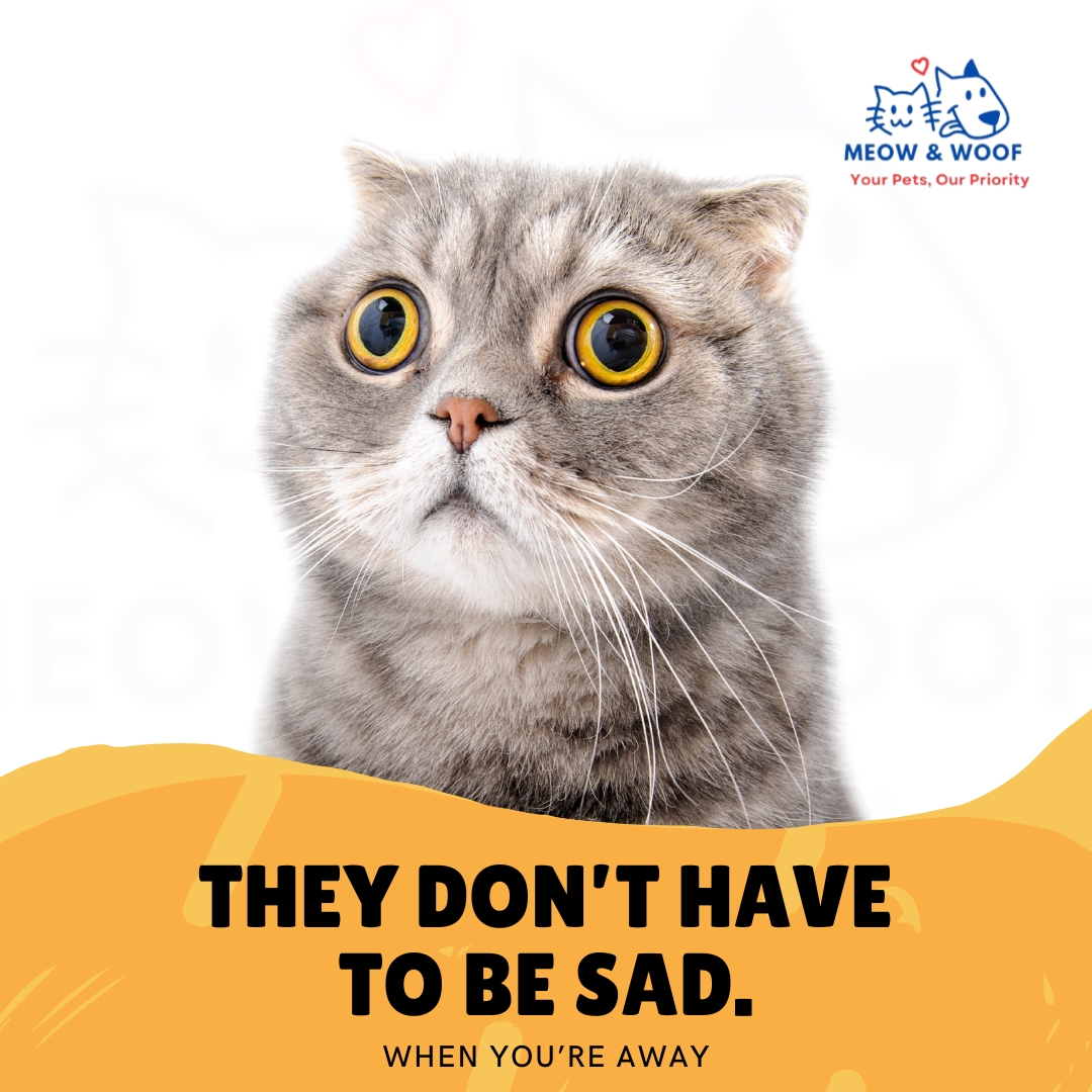 Pet Sitter Ad